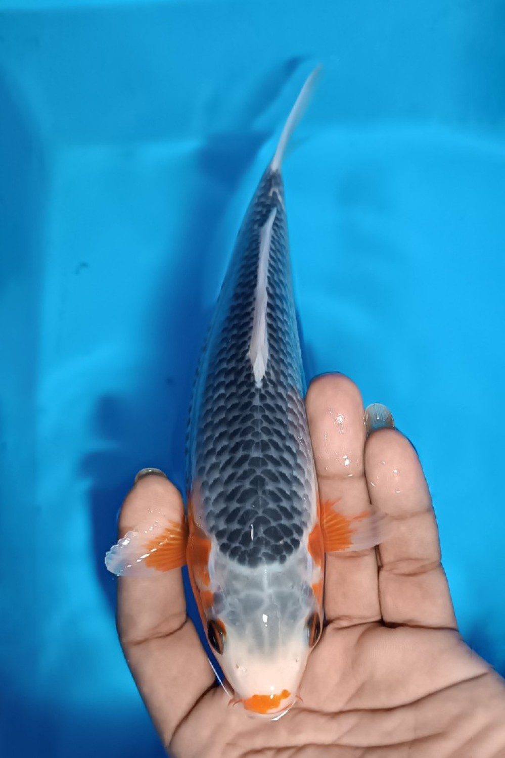 Juara 1