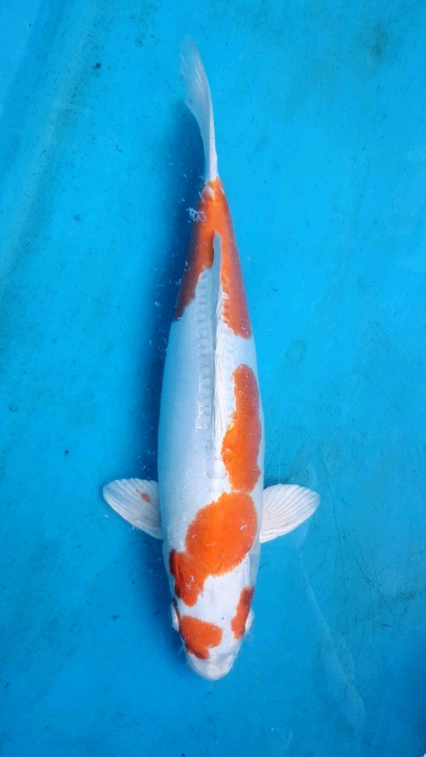 Juara 2