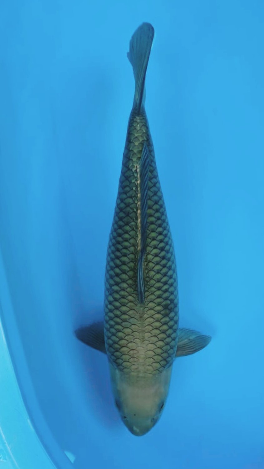 Juara 4