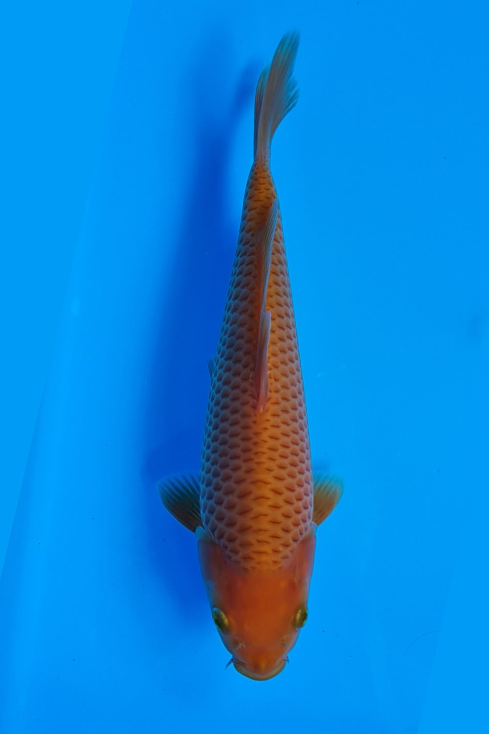 Juara 1