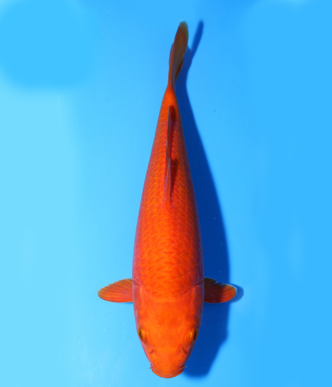 Juara 5