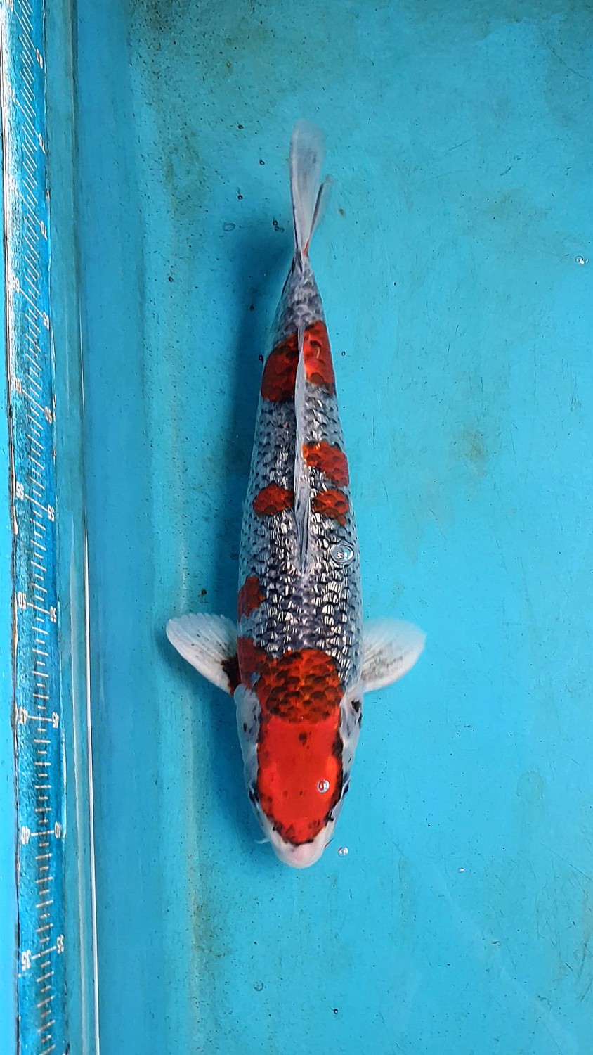Juara 5