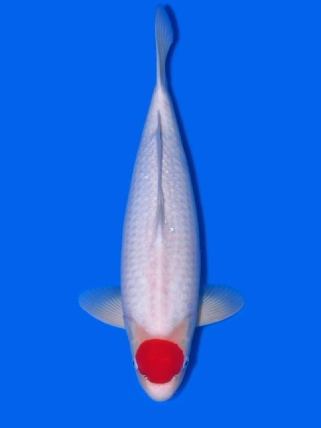 Juara 1
