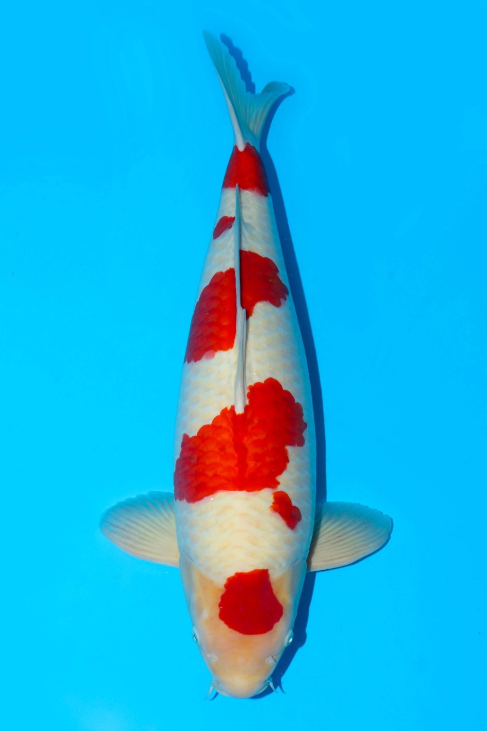 Juara 5