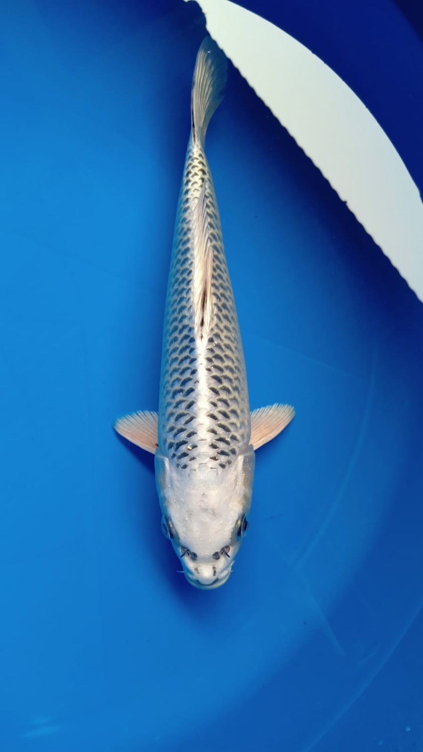 Juara 4