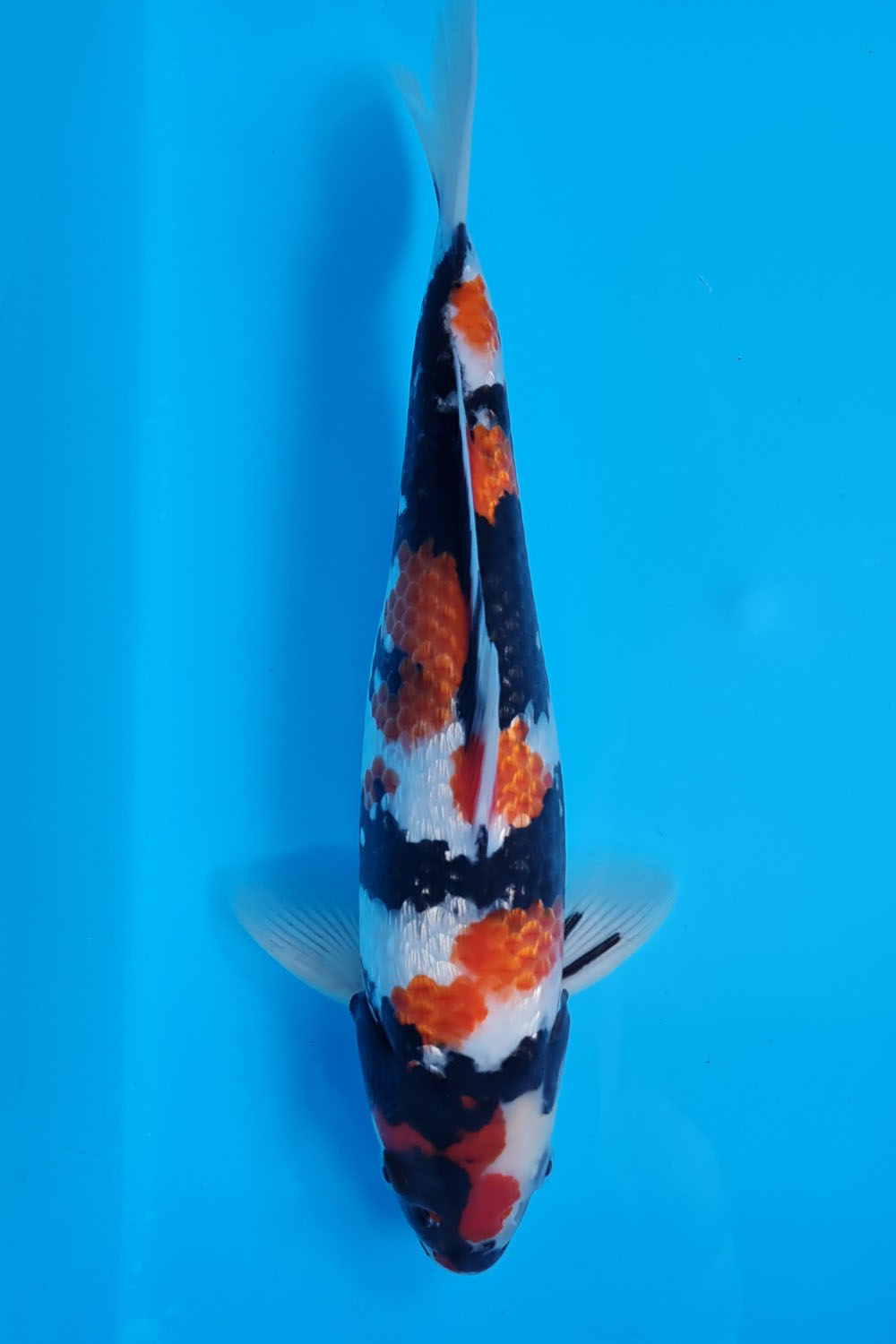 Juara 2