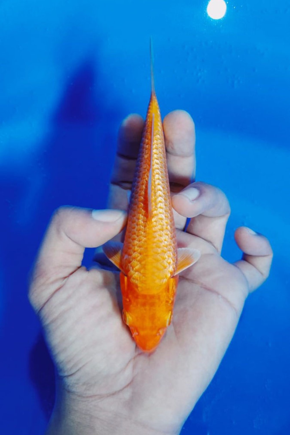 Juara 4