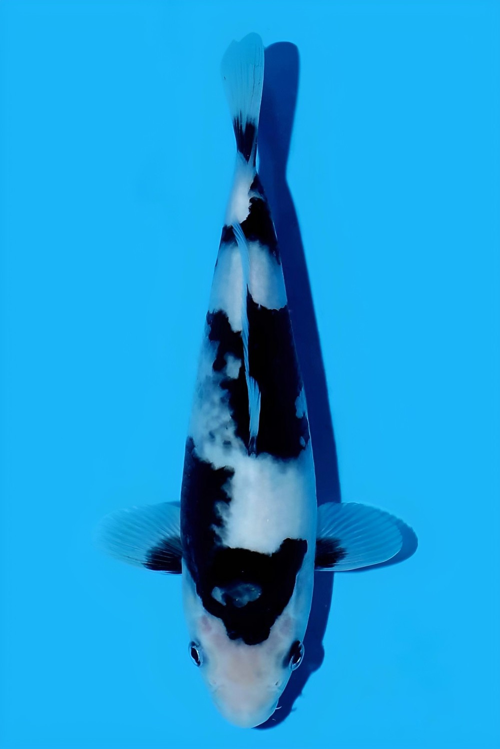 Juara 1