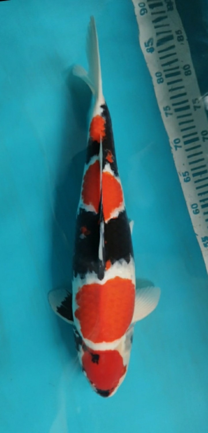 Juara 3