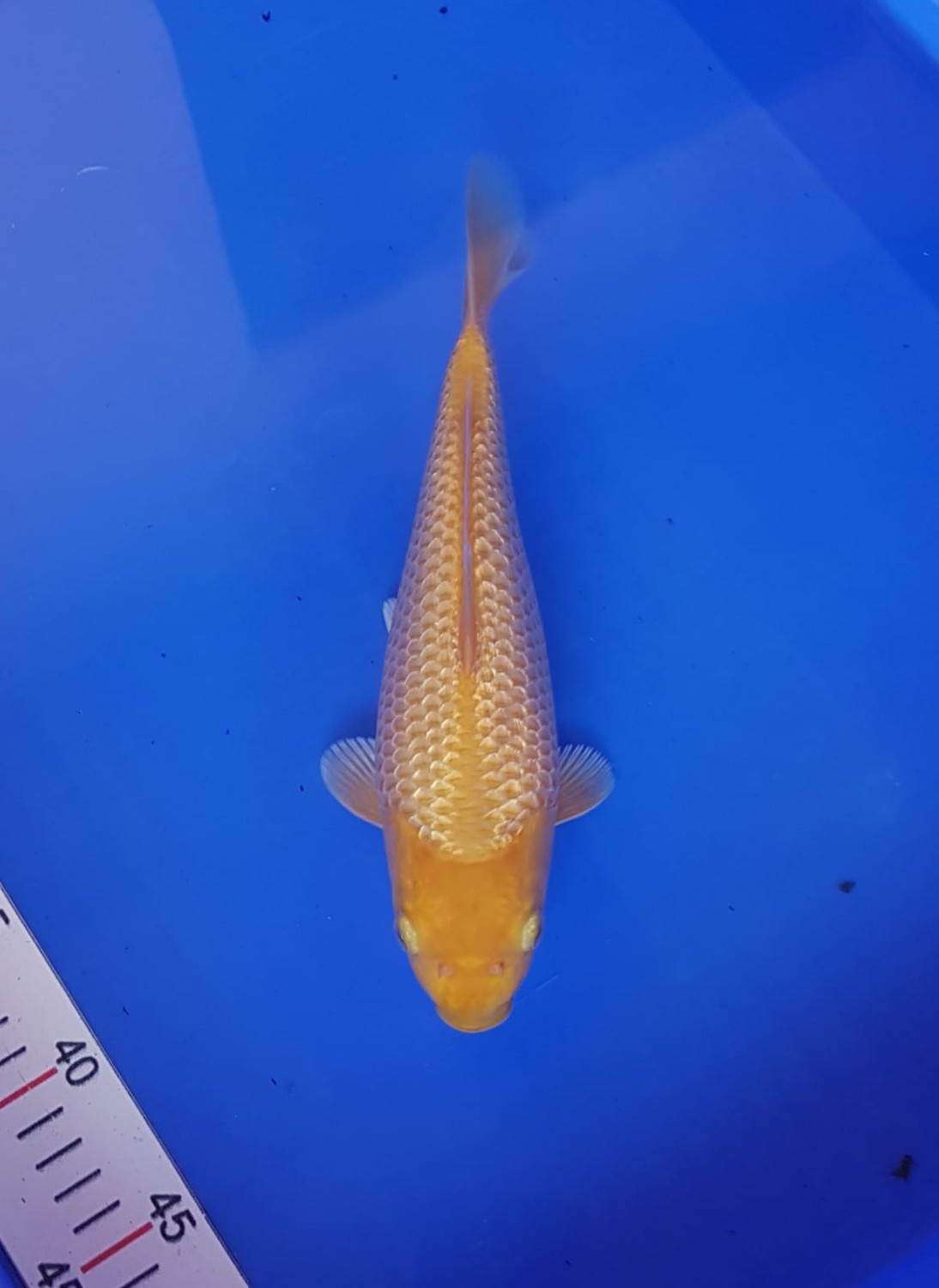 Juara 2