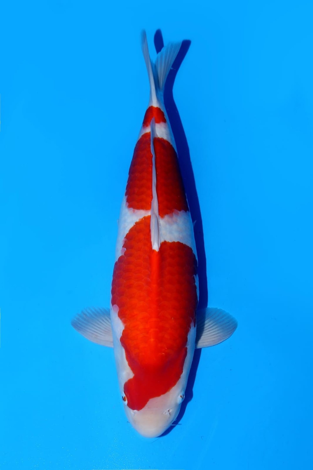 Best In Size A 56 - 60 cm