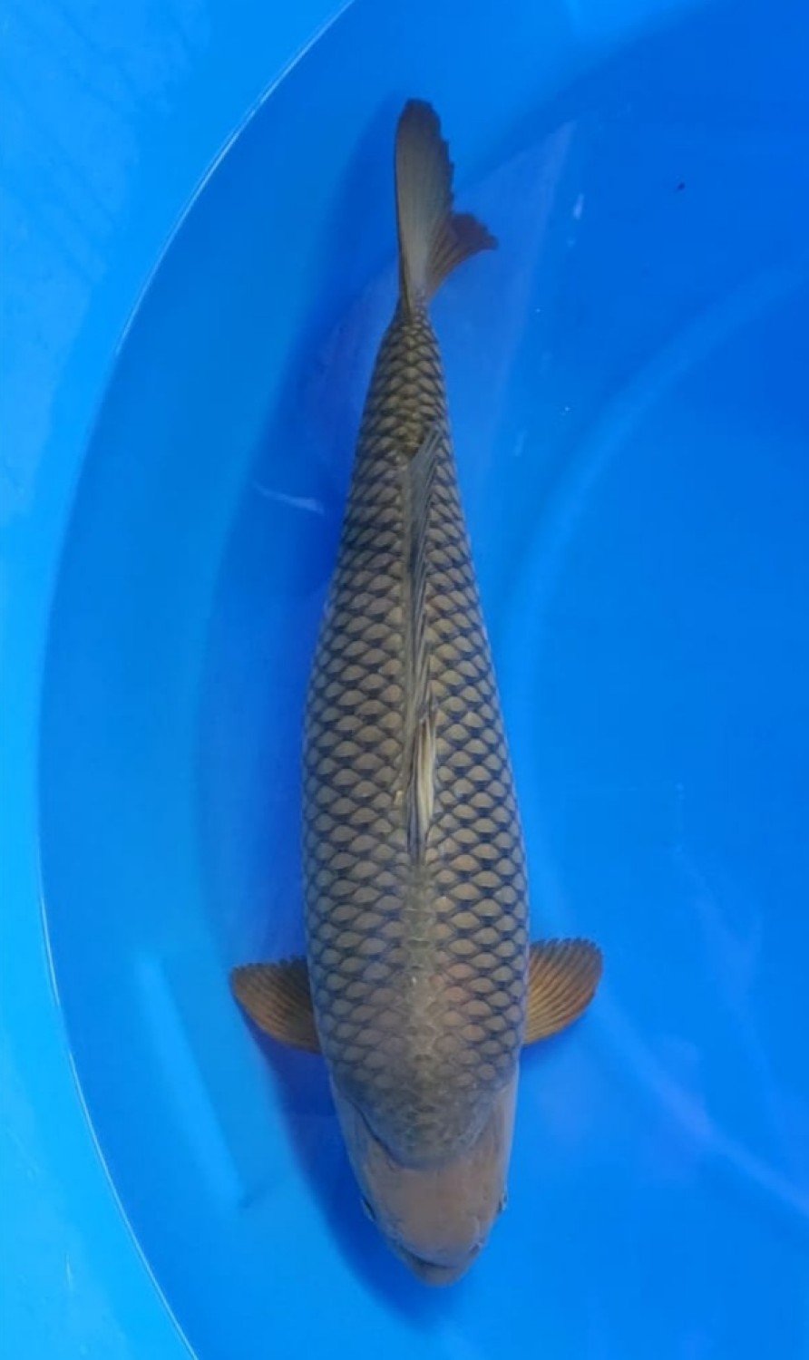 Juara 2