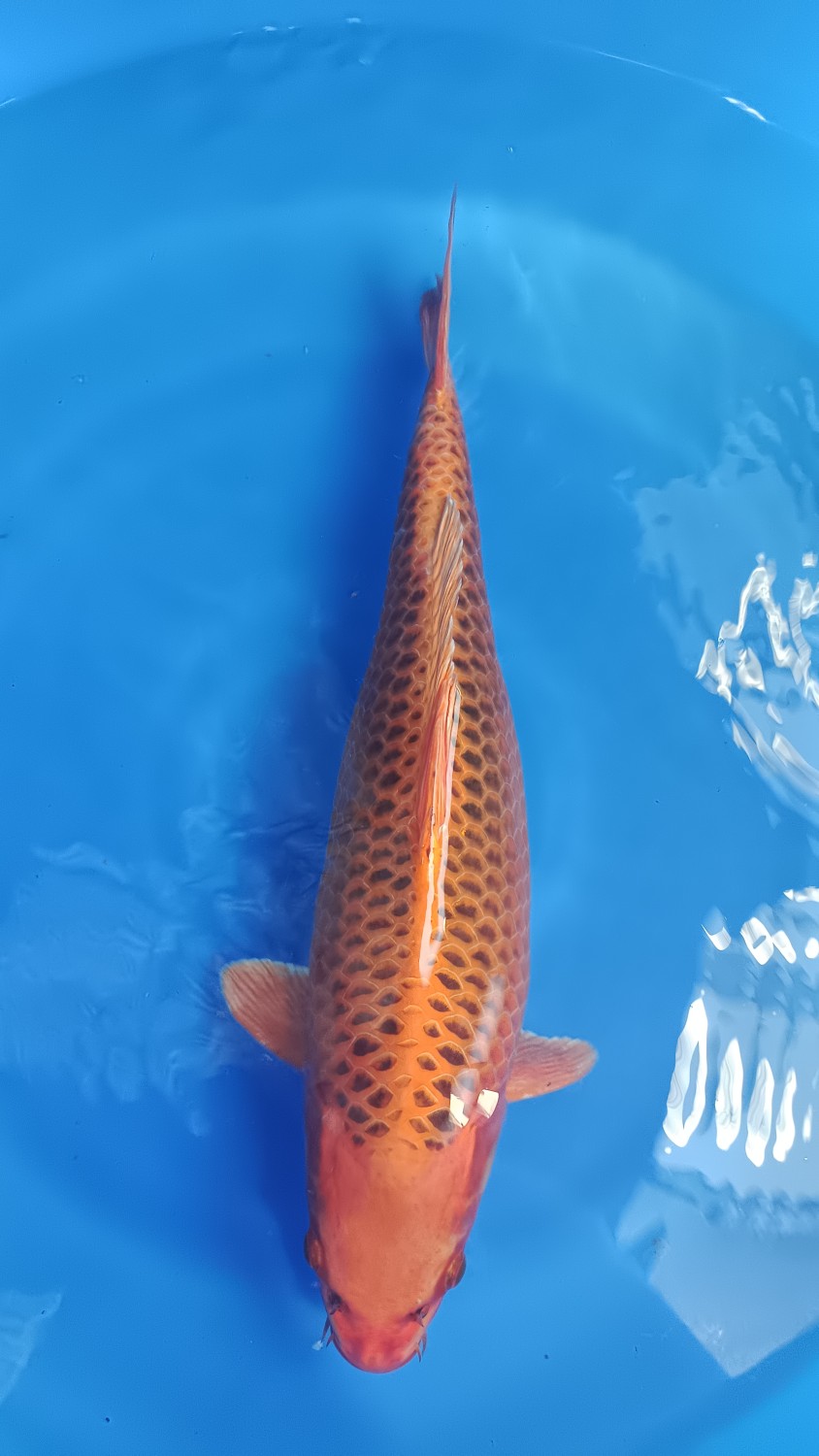 Juara 3
