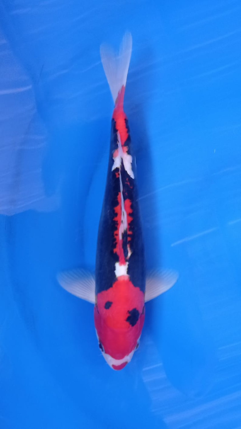 Juara 4
