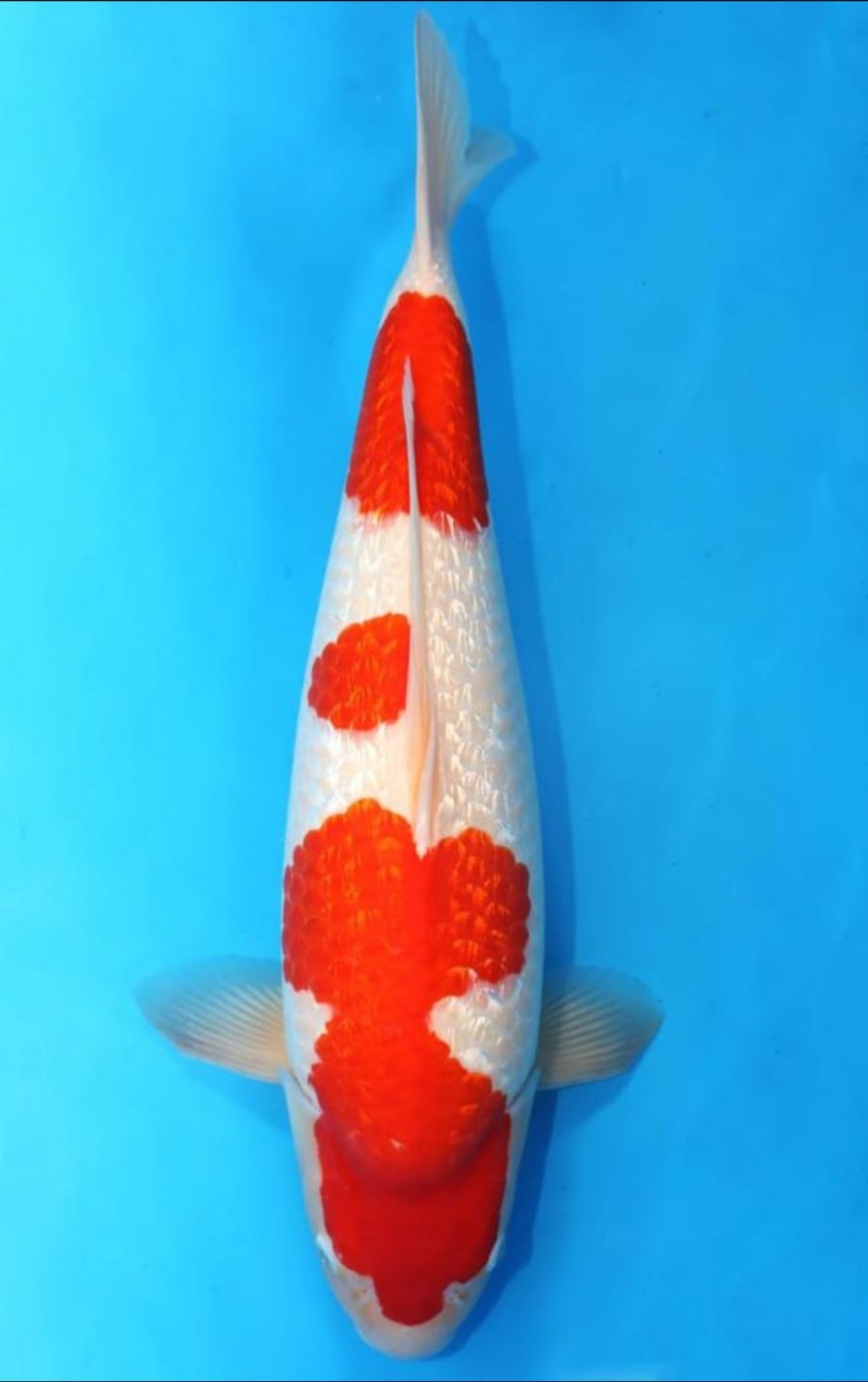 Juara 1