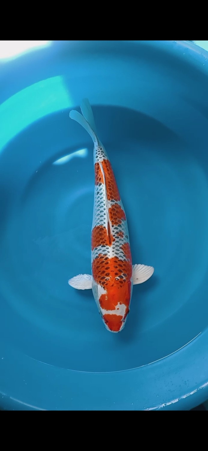 Juara 1