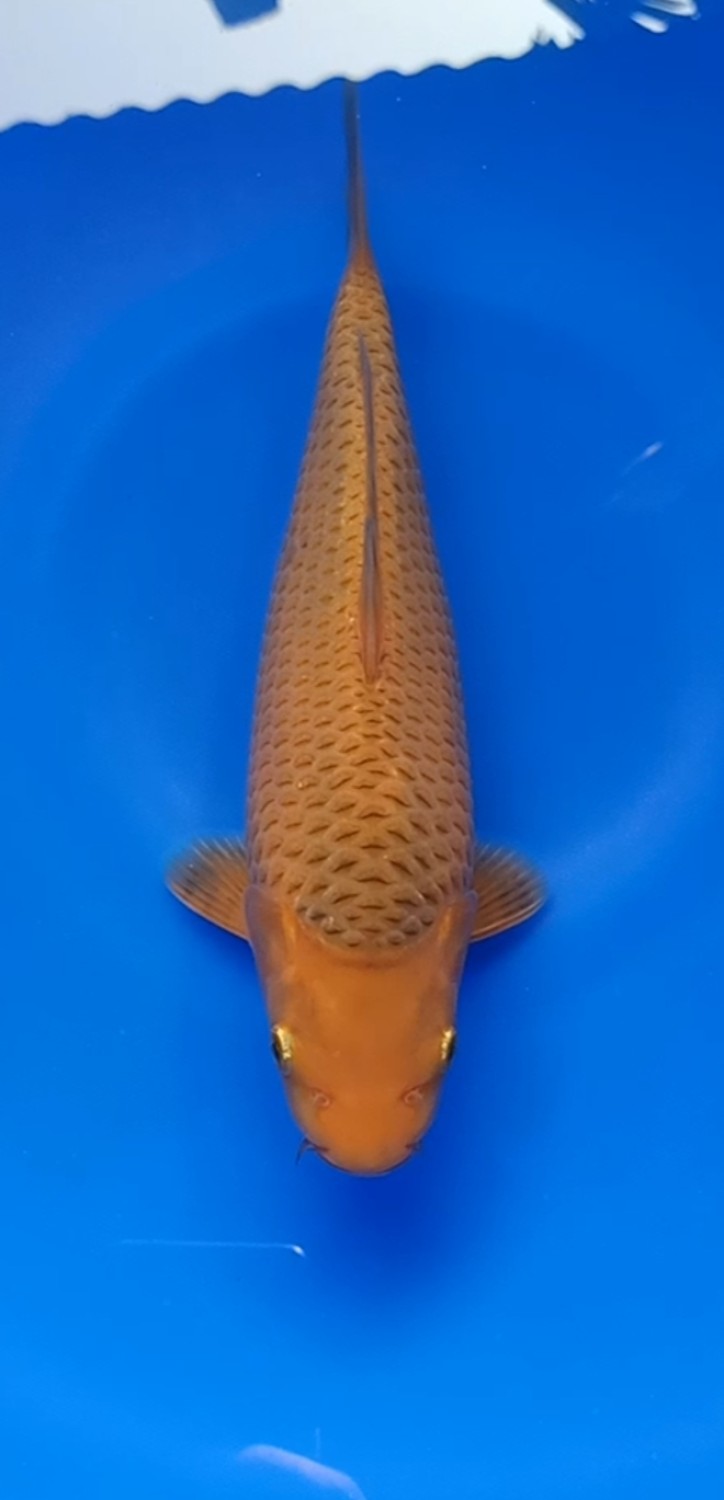 Juara 4