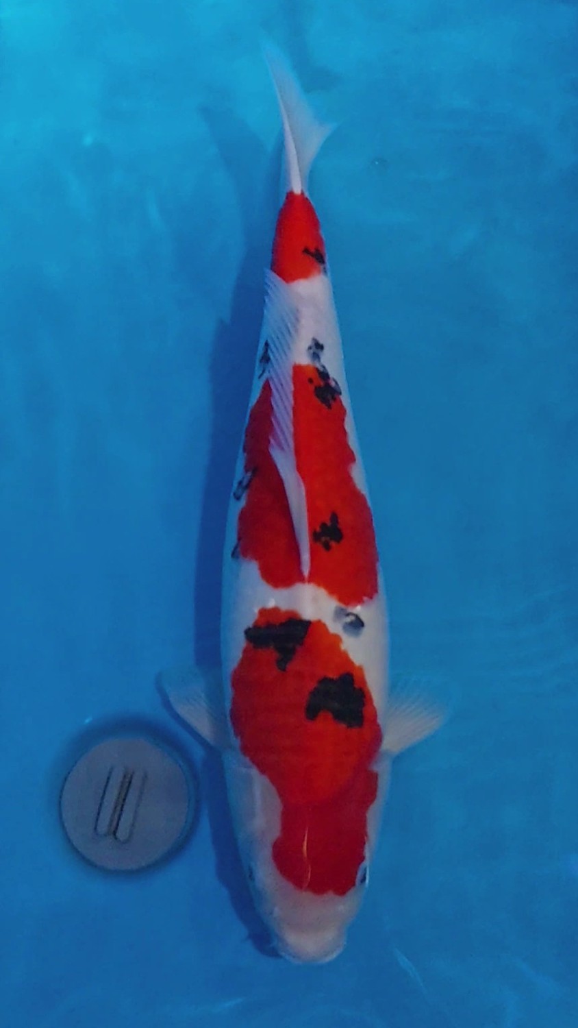 Juara 5