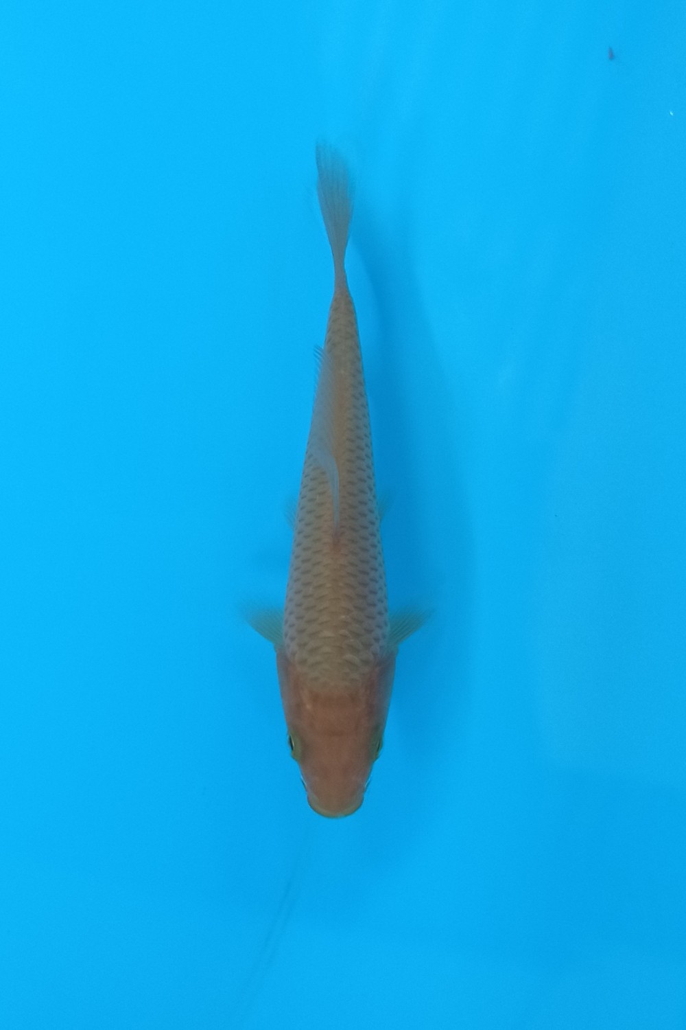 Juara 1