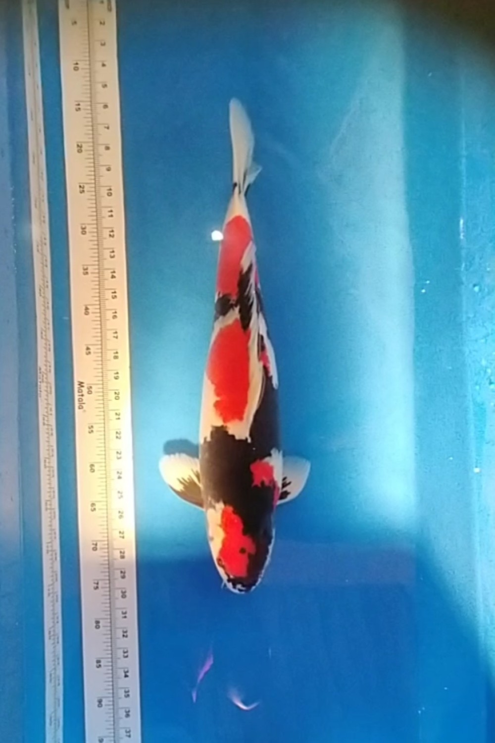 Juara 4