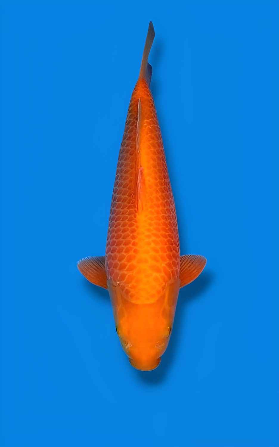 Juara 5