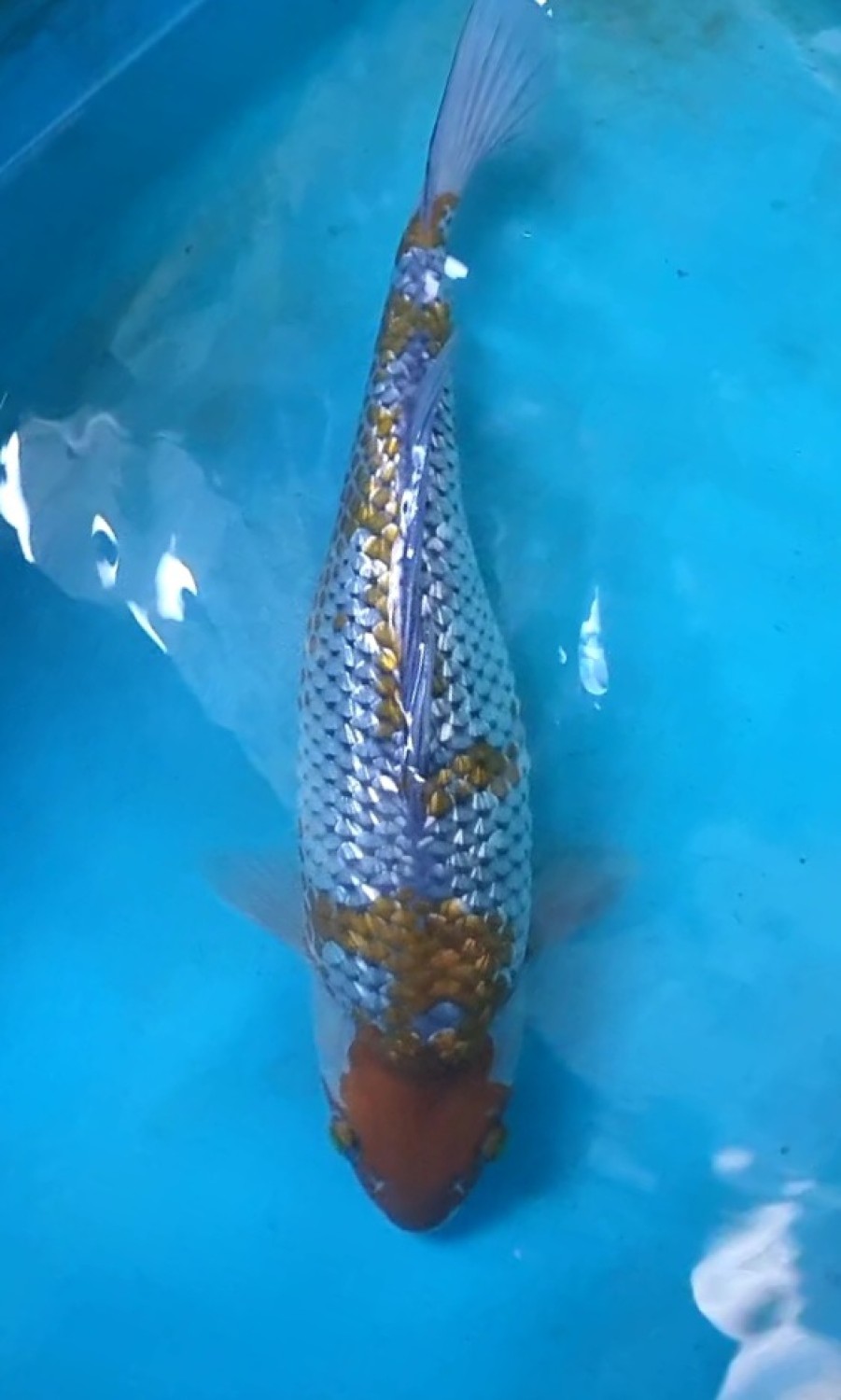 Juara 4