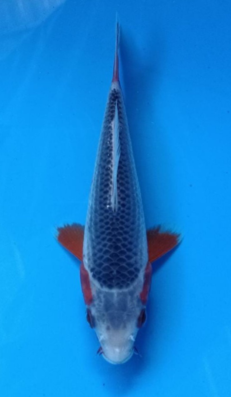 Juara 1