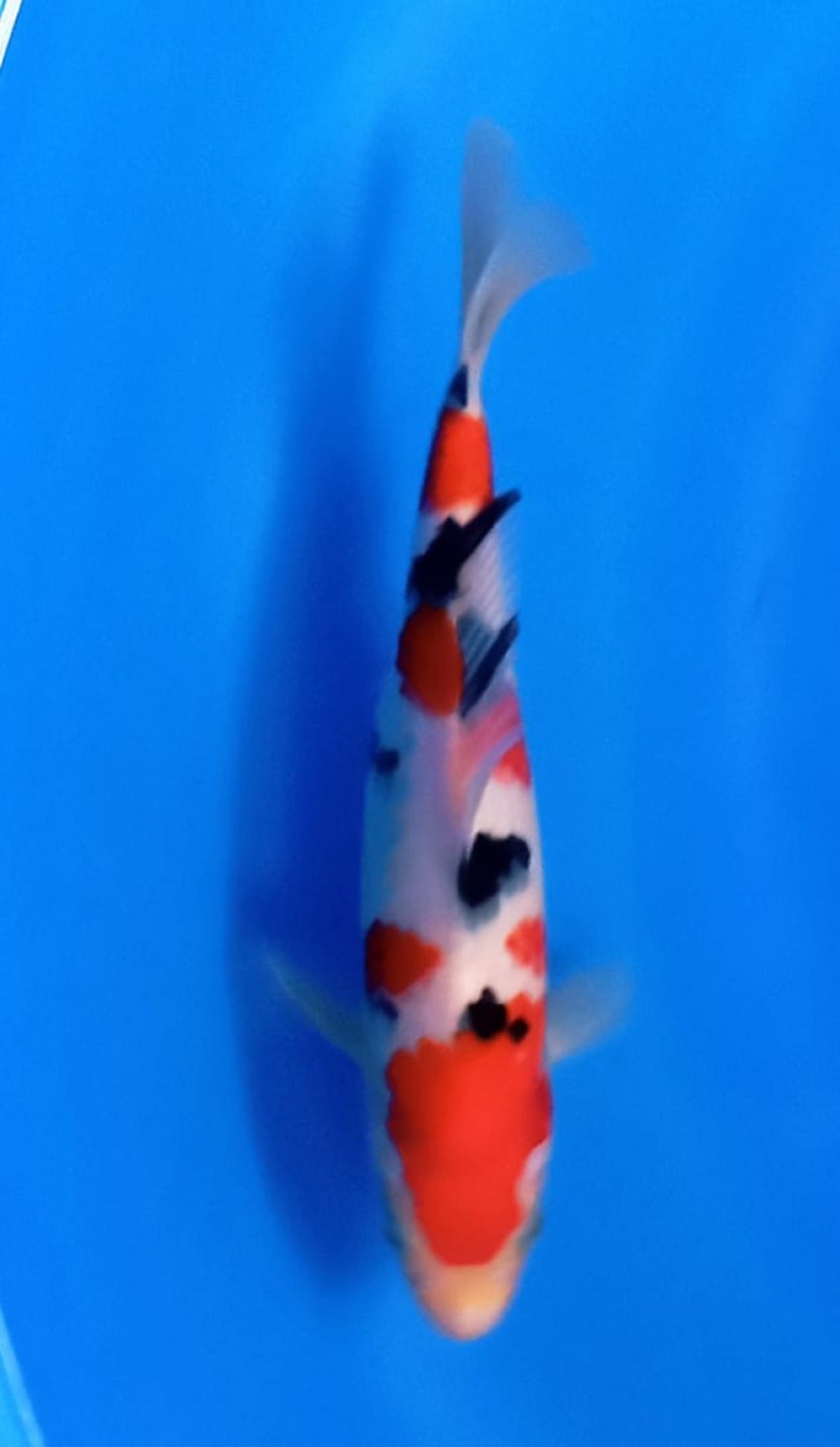 Juara 5