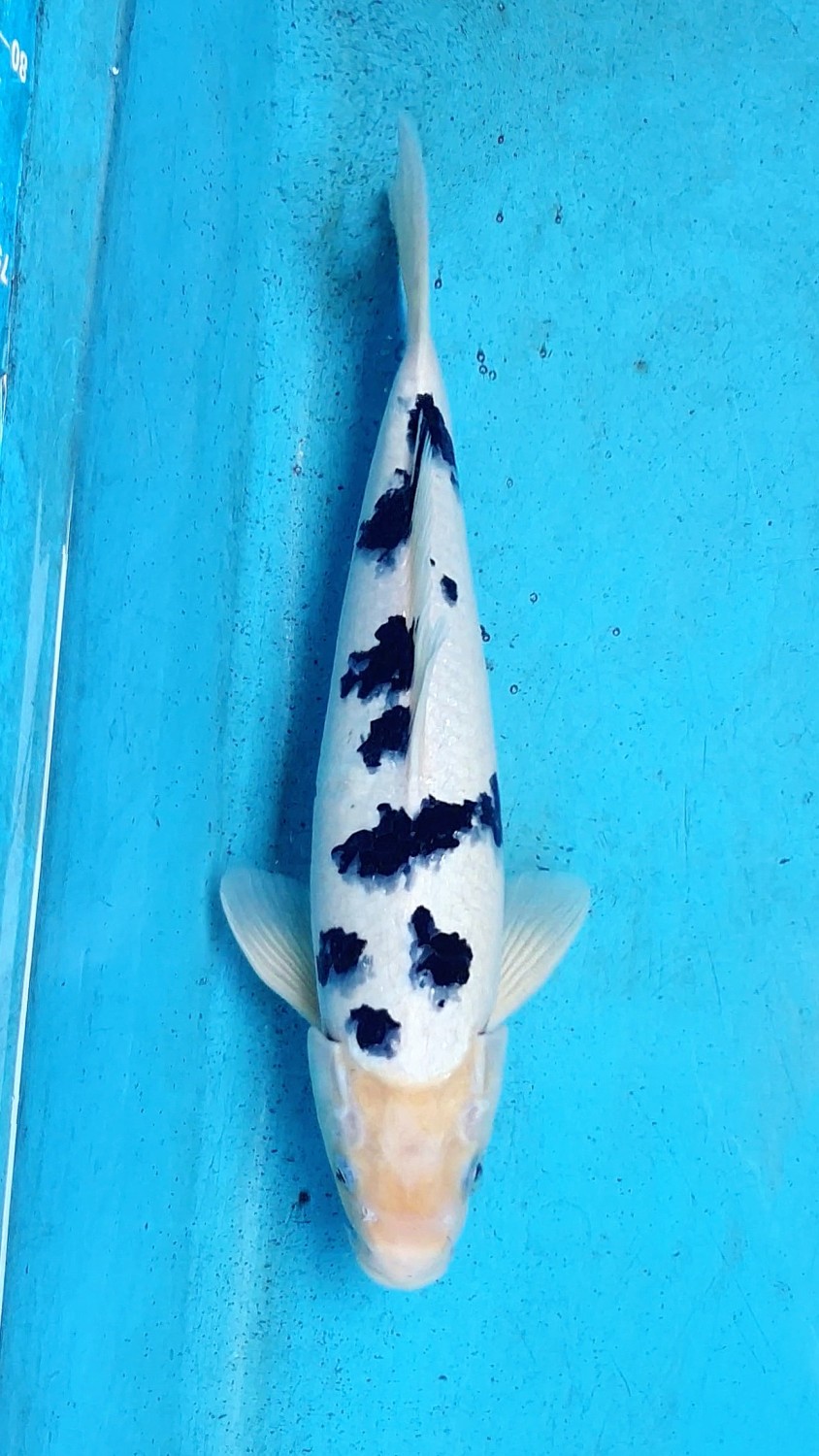 Juara 1