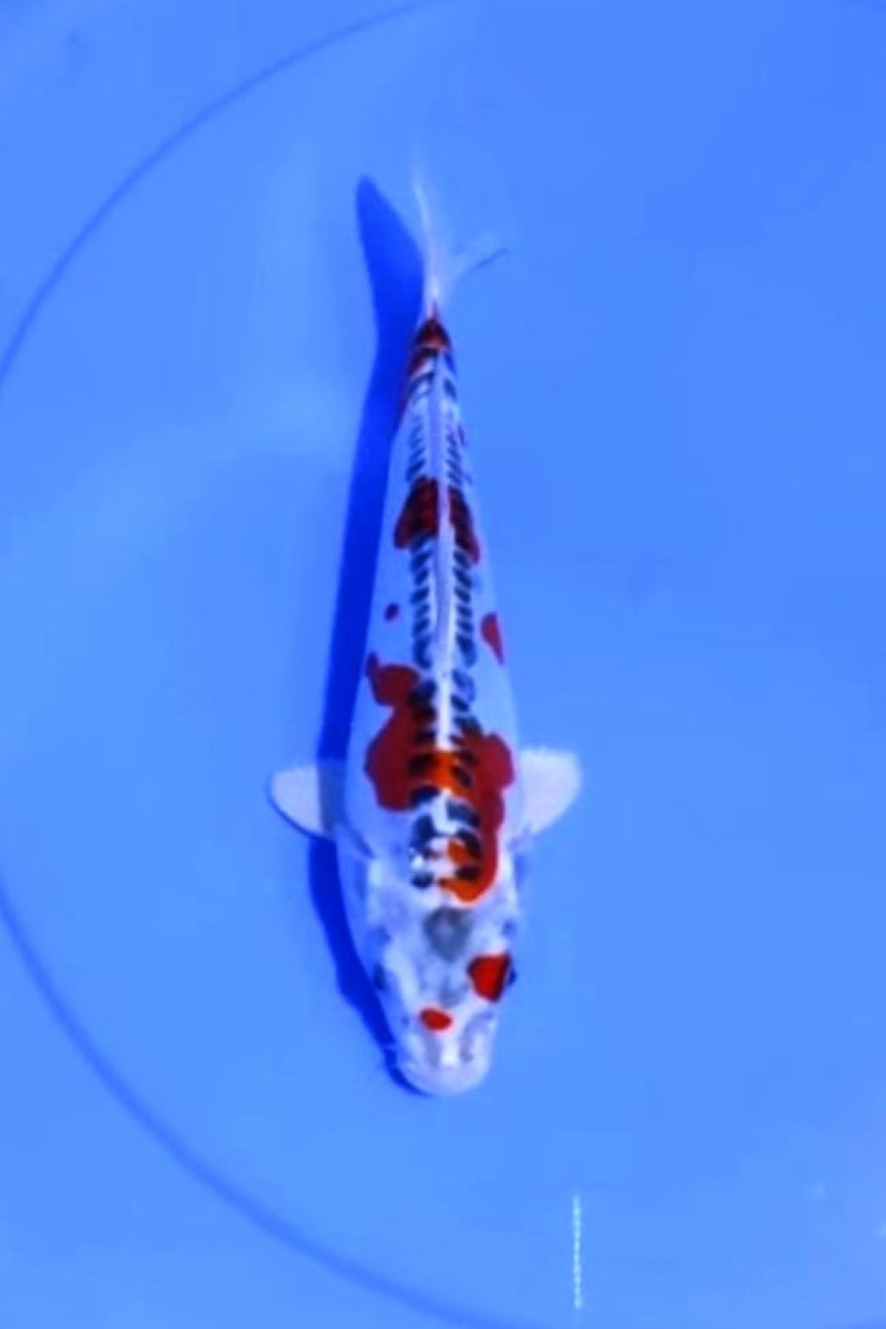 Juara 5
