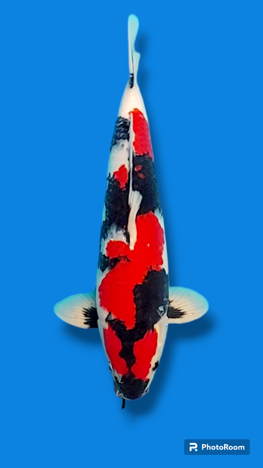 Juara 2