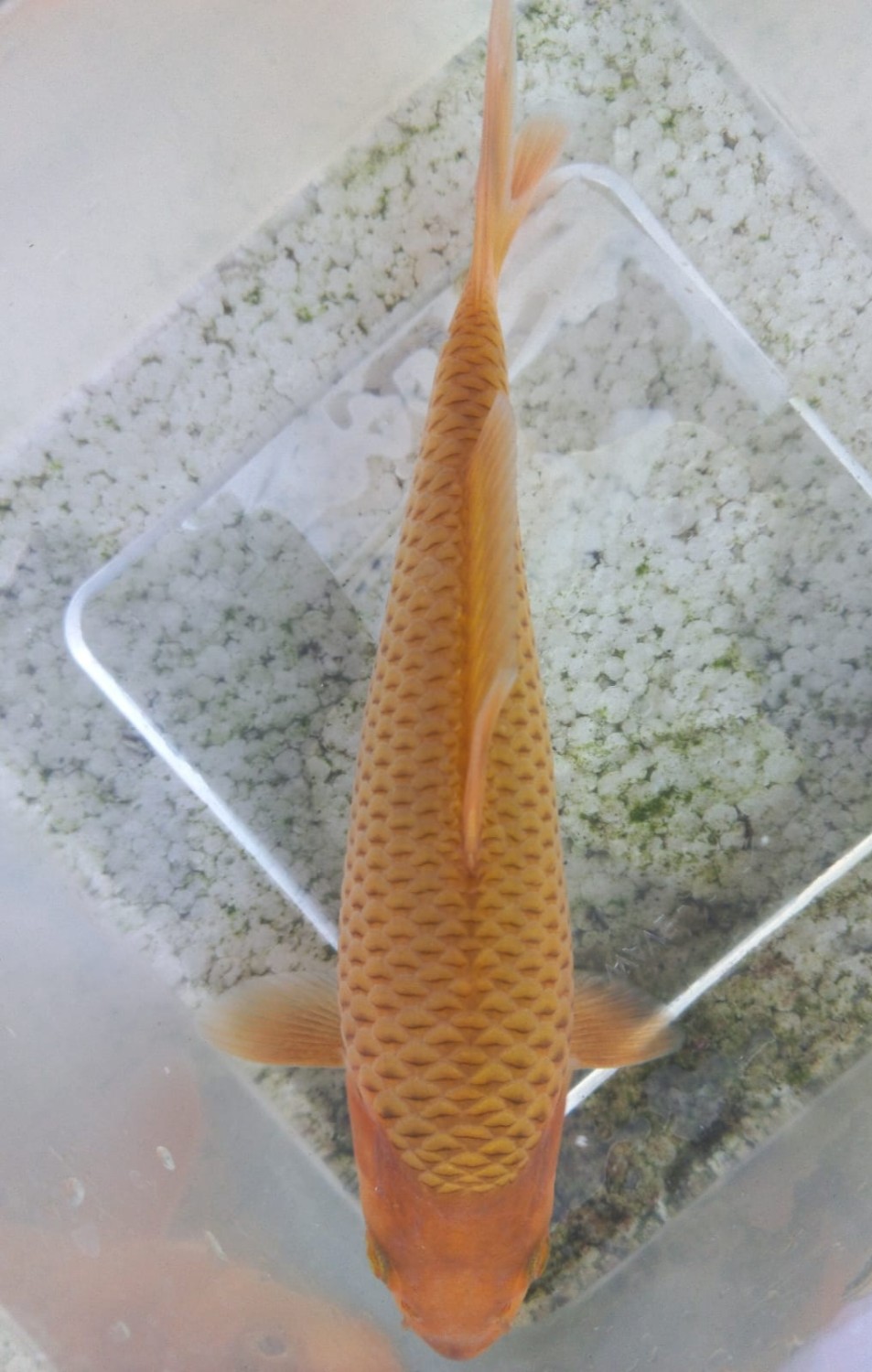 Juara 5