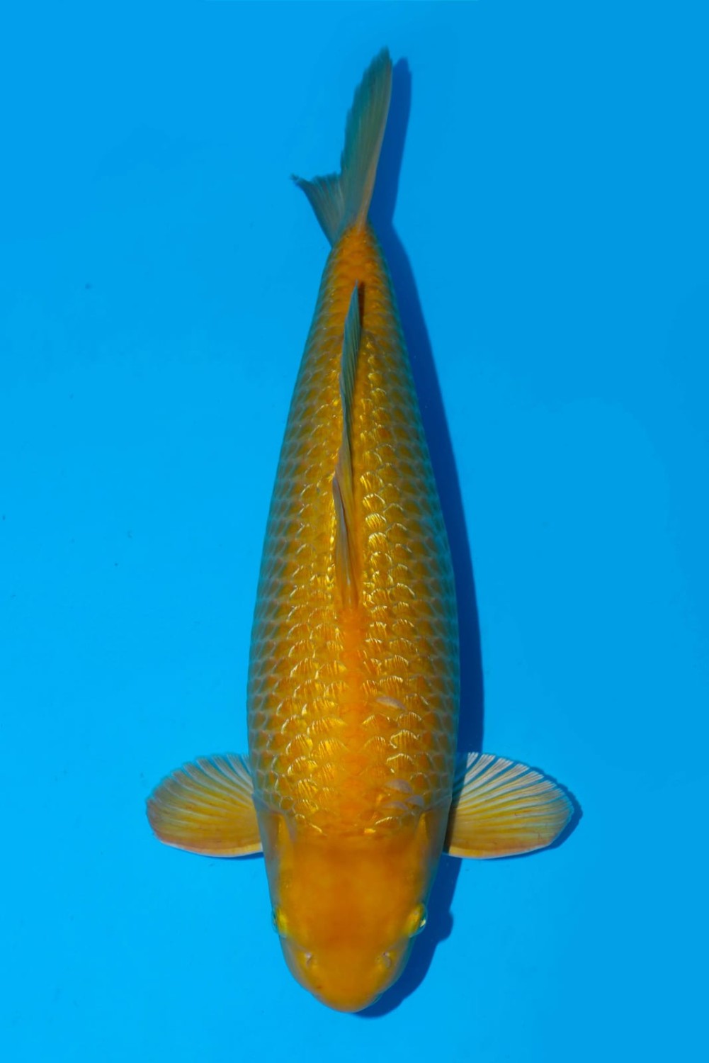 Juara 2