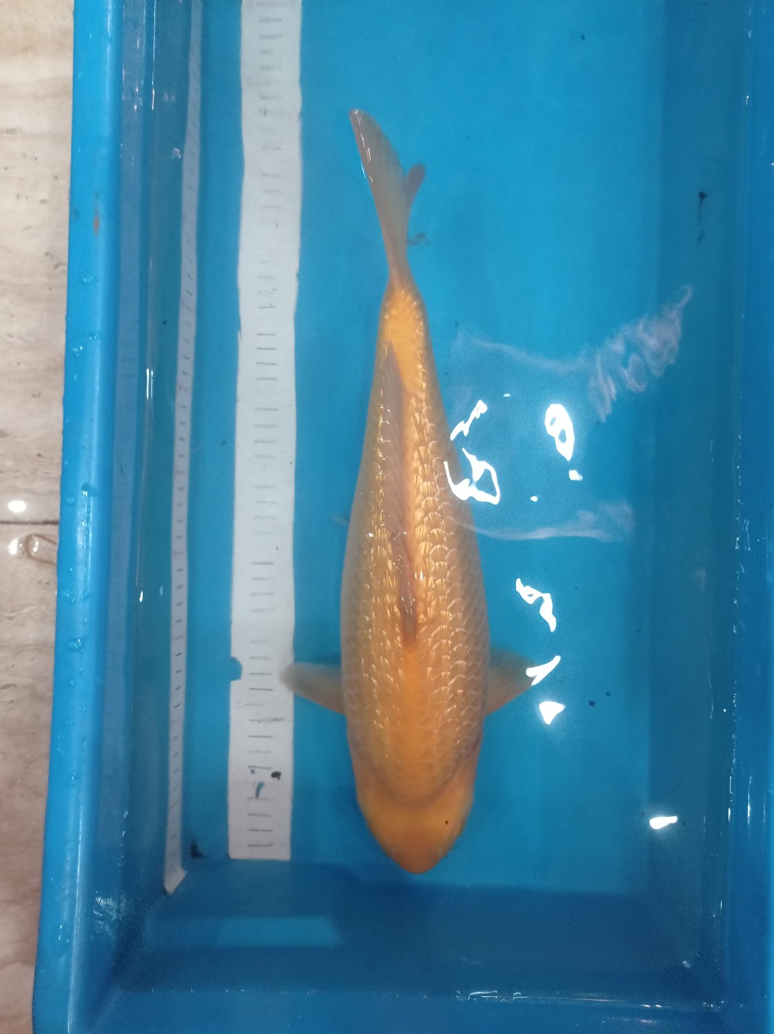 Juara 1