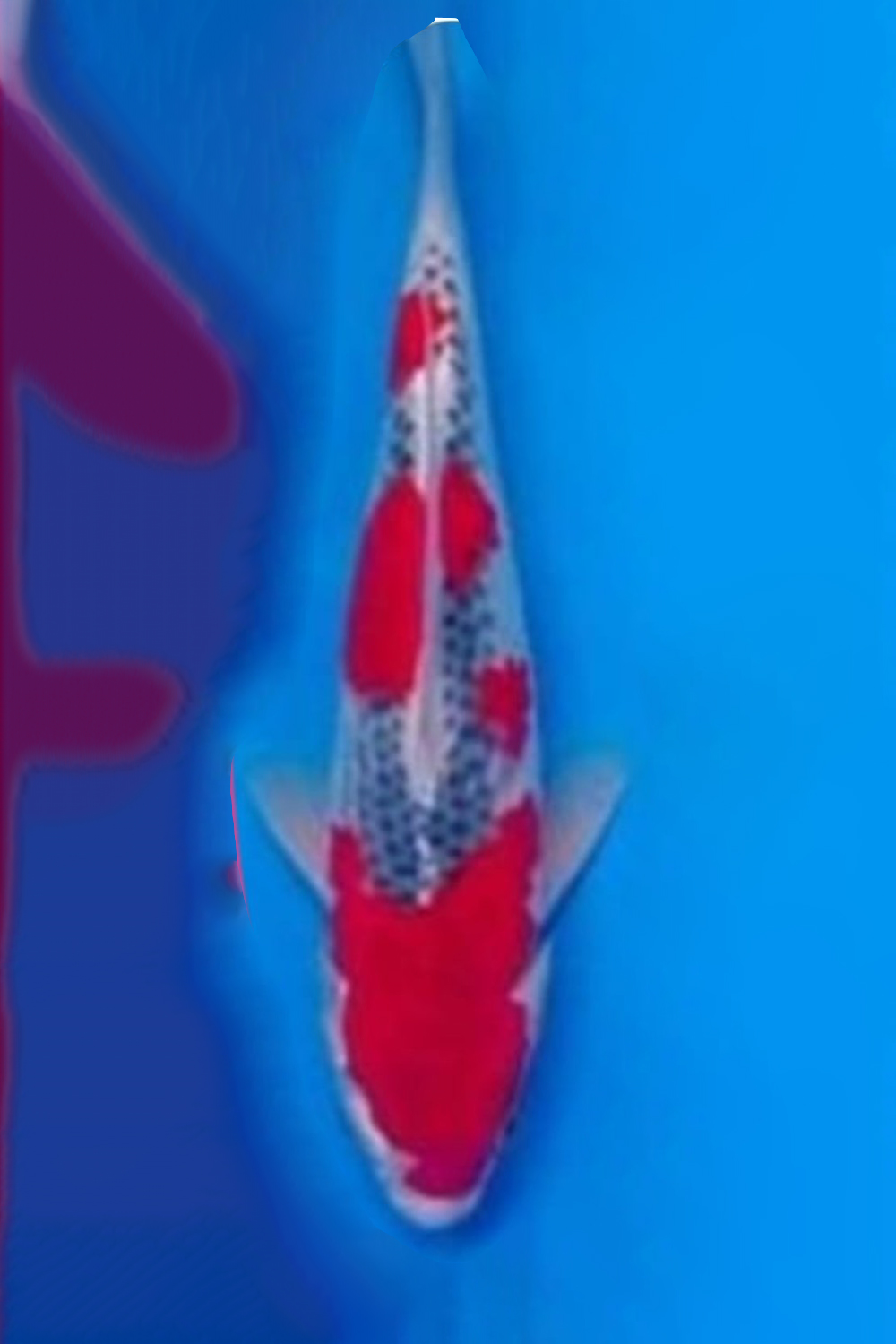 Juara 4