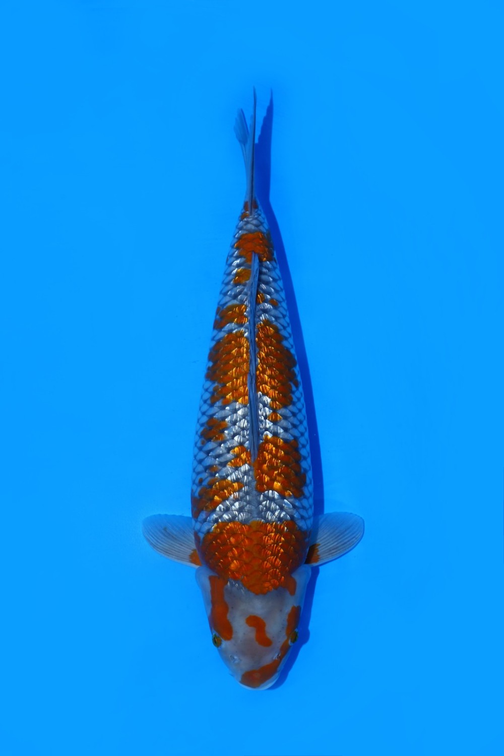 Juara 5