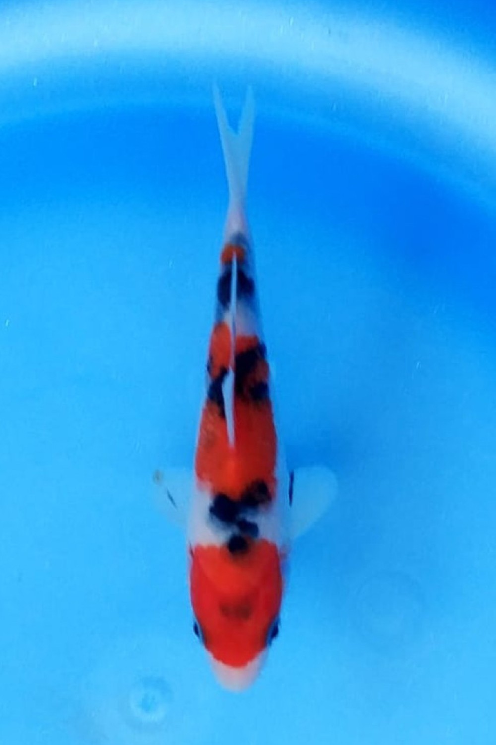 Juara 5