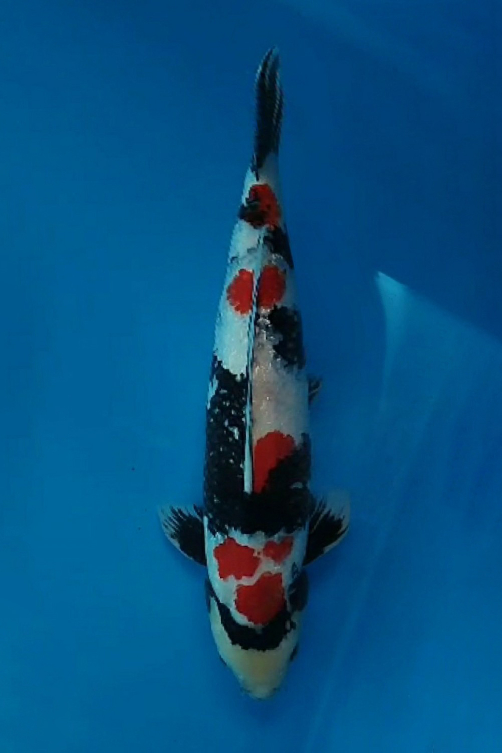 Juara 2