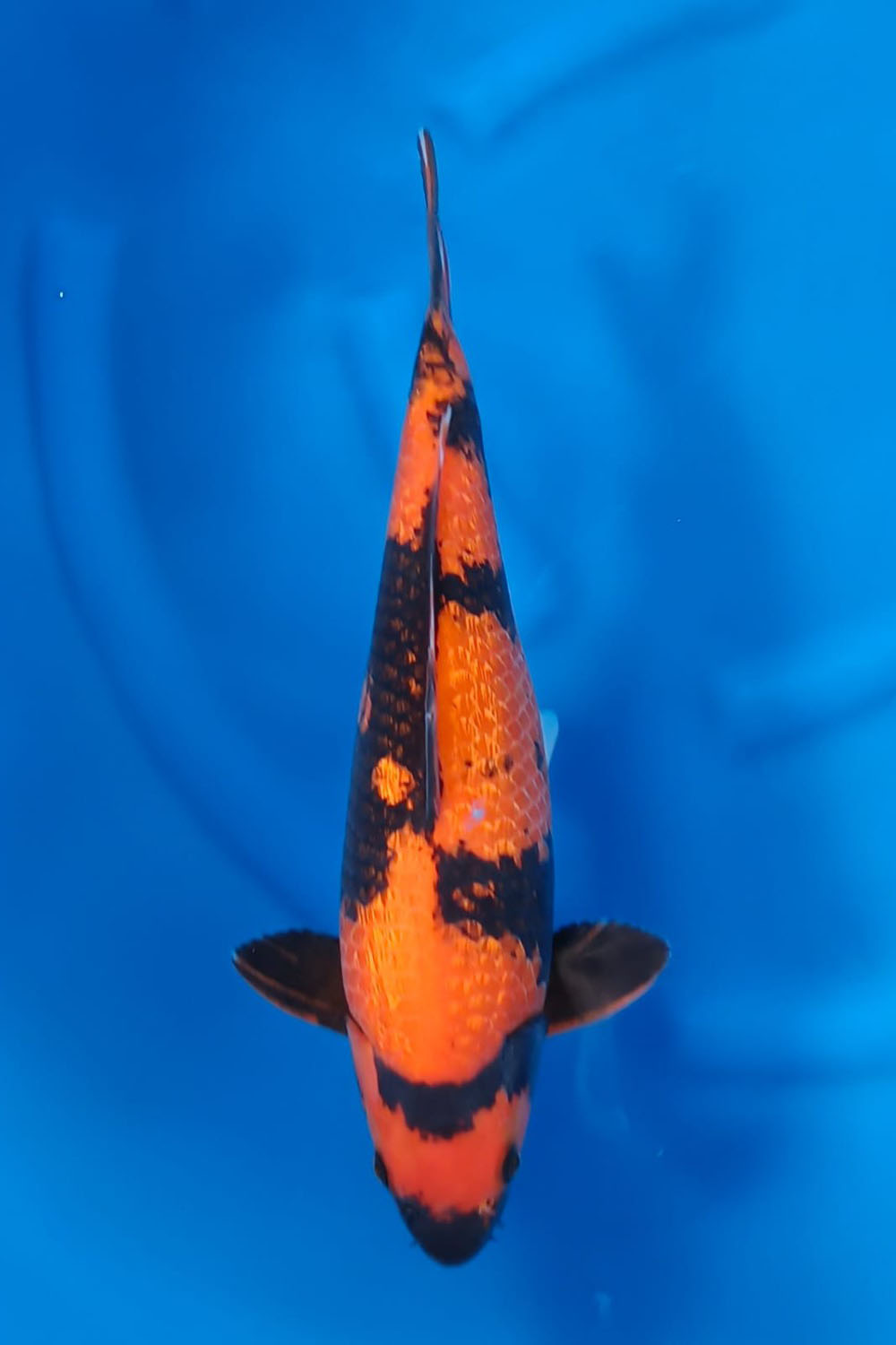 Juara 1