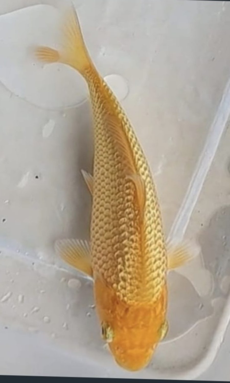 Juara 5