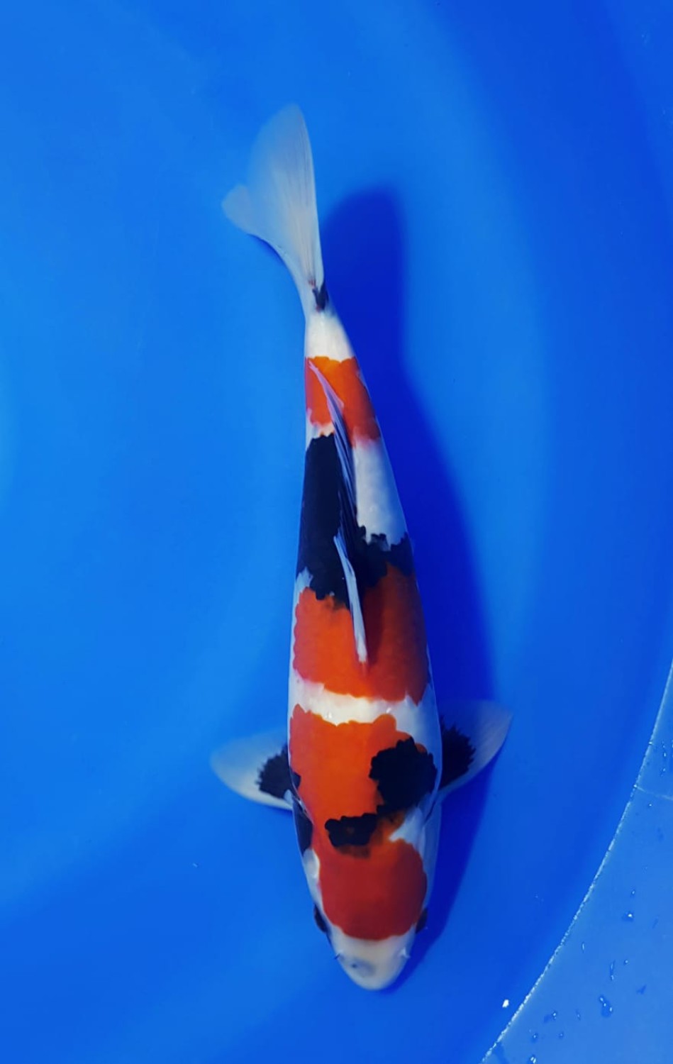 Juara 2