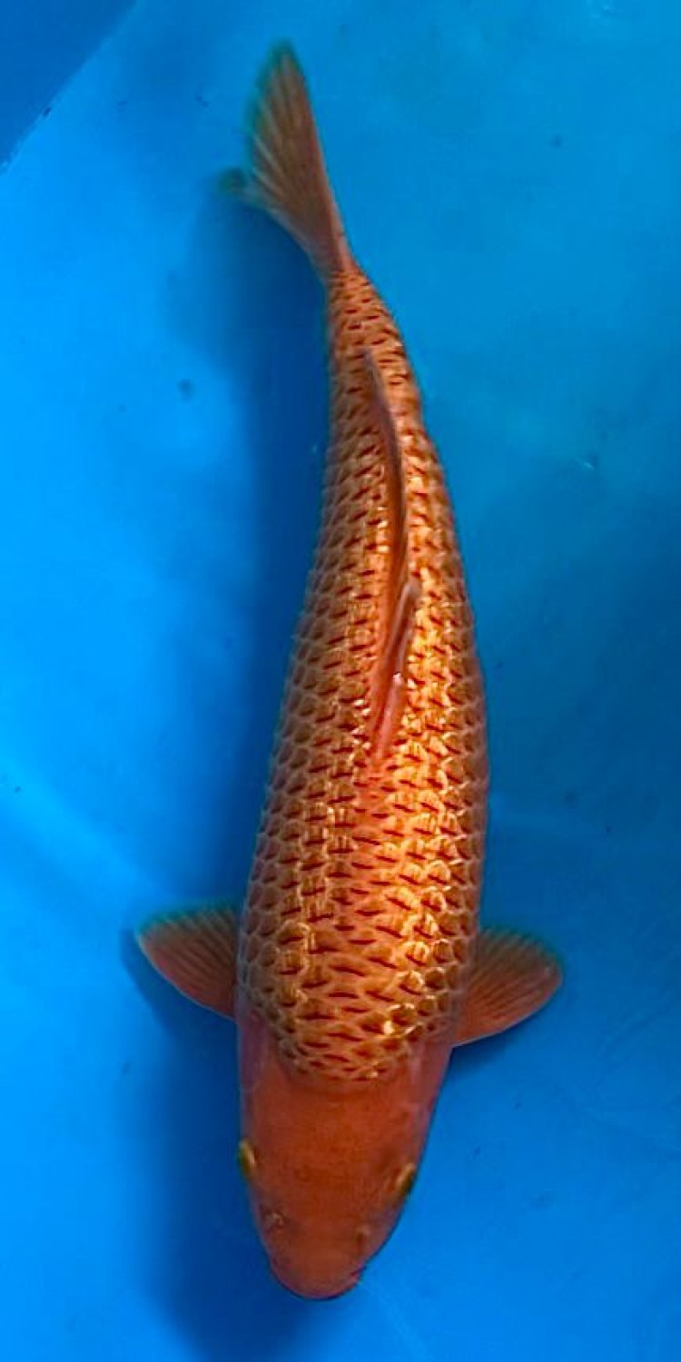Juara 4
