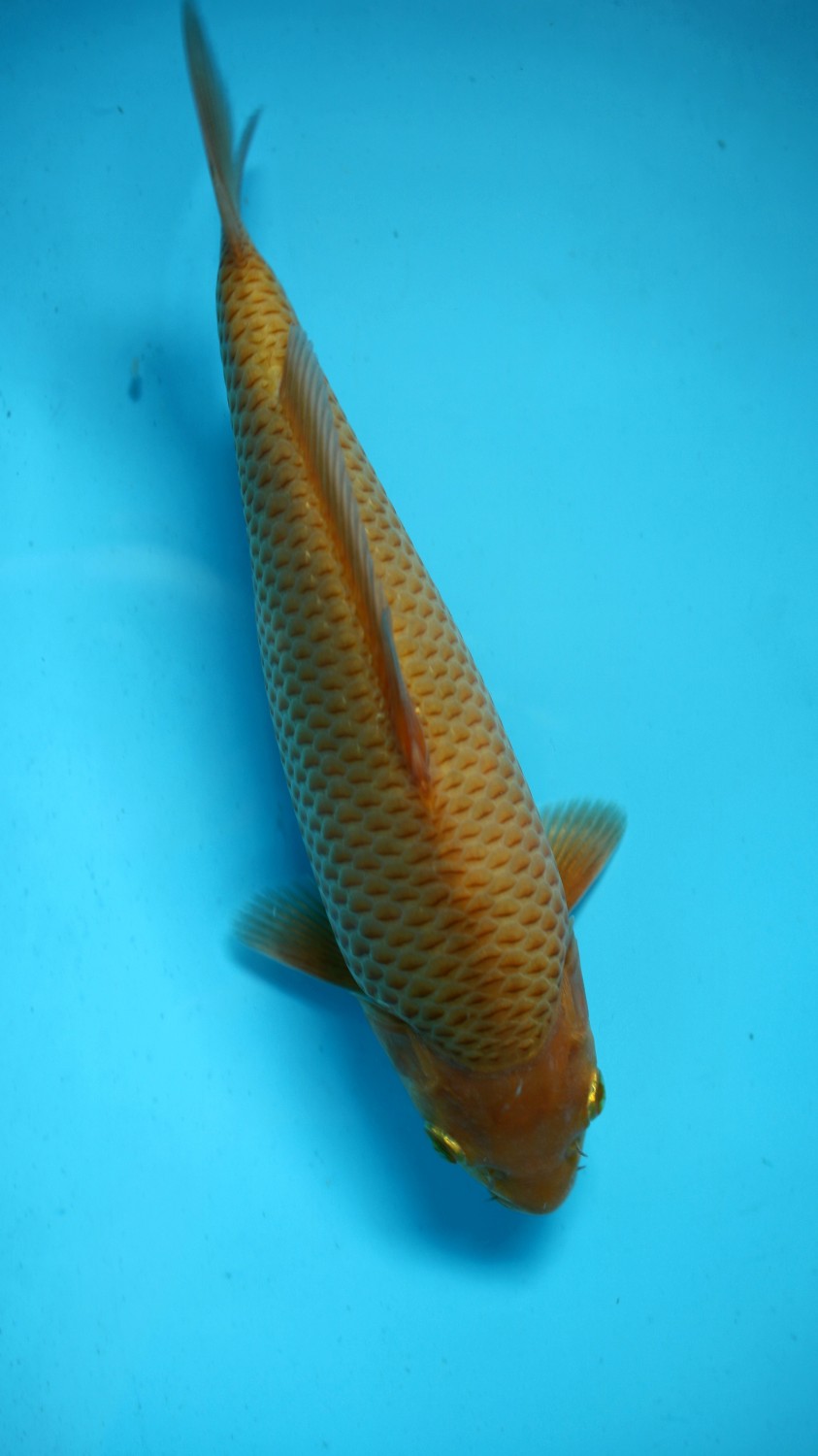 Juara 2