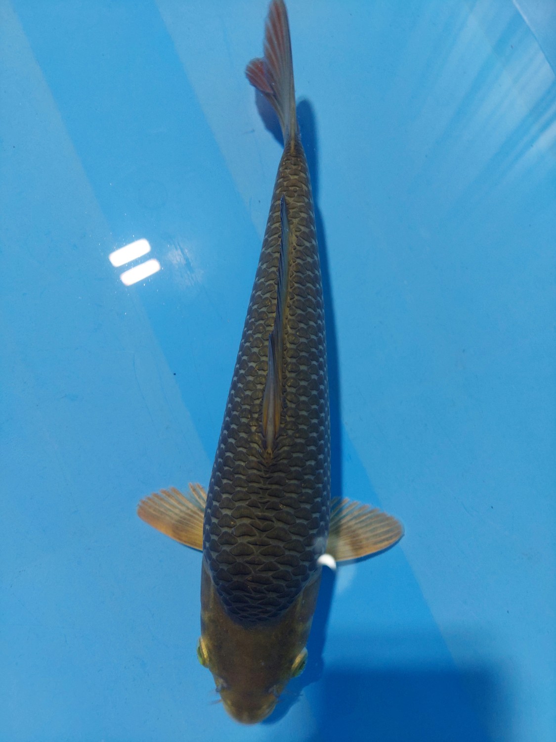 Juara 1