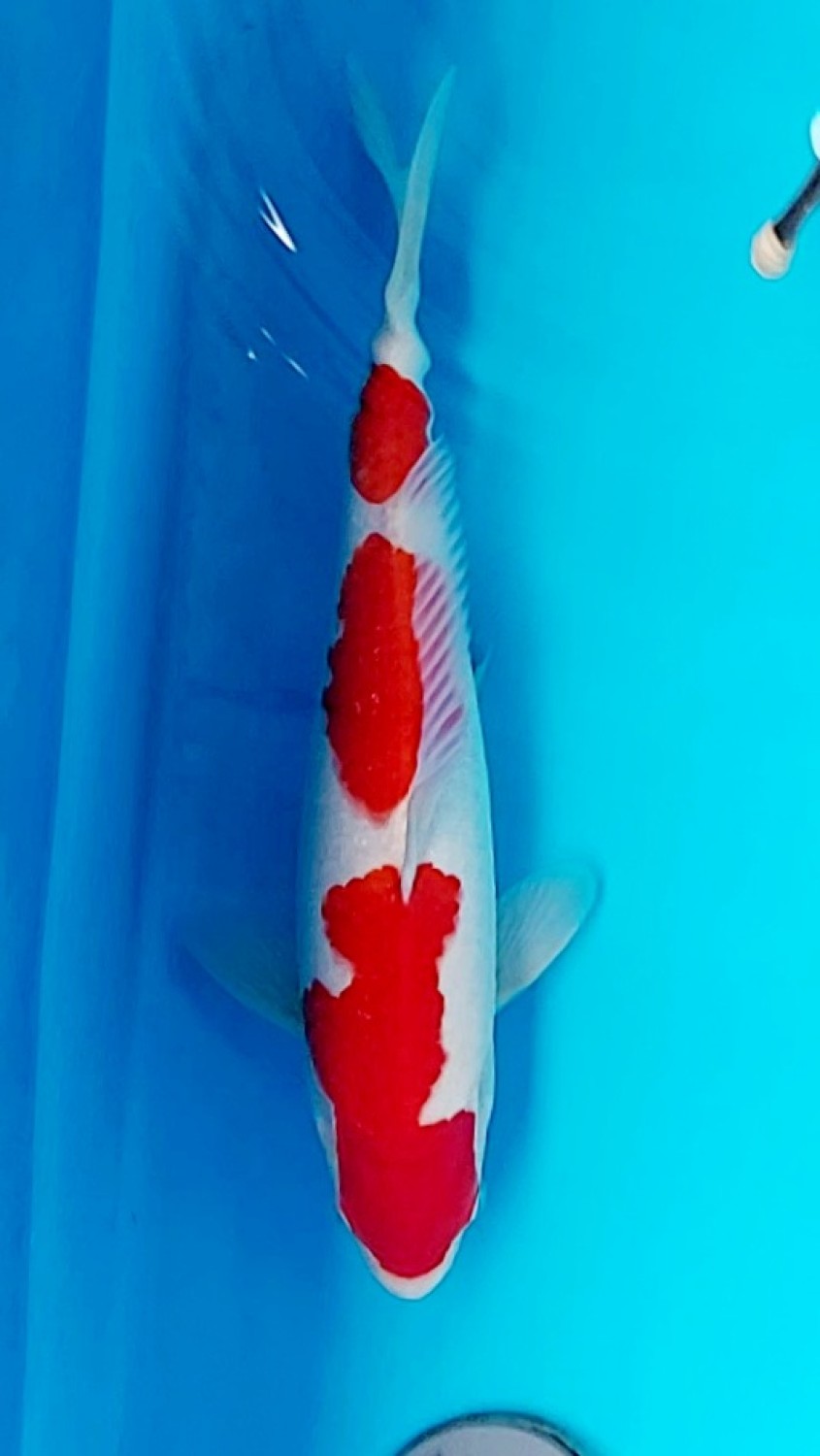 Juara 5