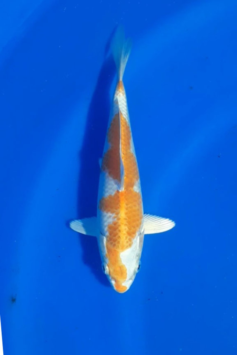 Juara 1