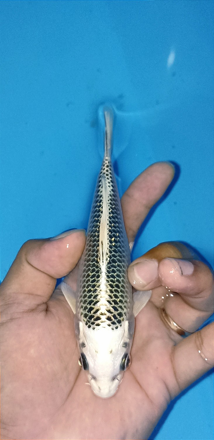 Juara 1