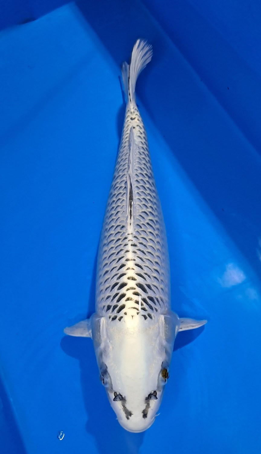 Juara 2