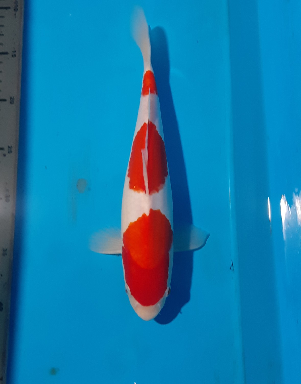 Juara 1