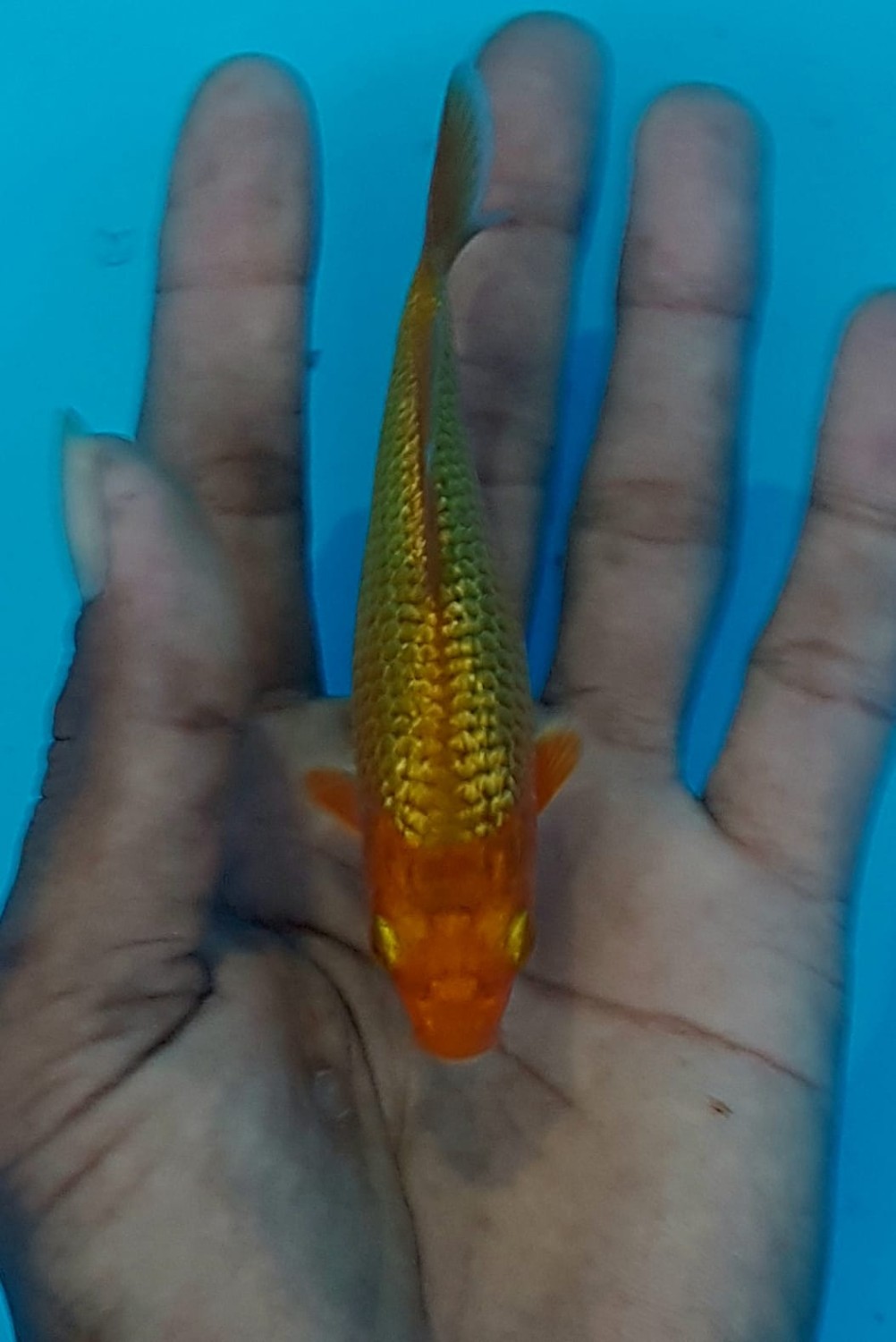 Juara 2